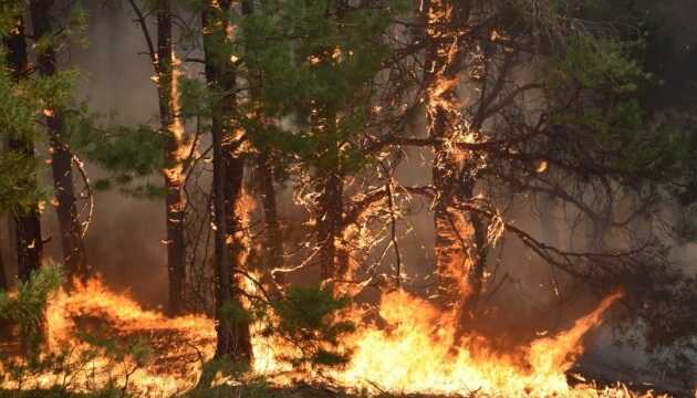 На окупованих територіях Луганщини продовжують вирувати лісові пожежі