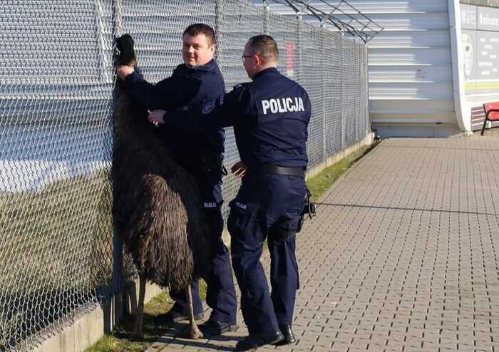 В Польщі поліція біля аеропорту спіймала страуса