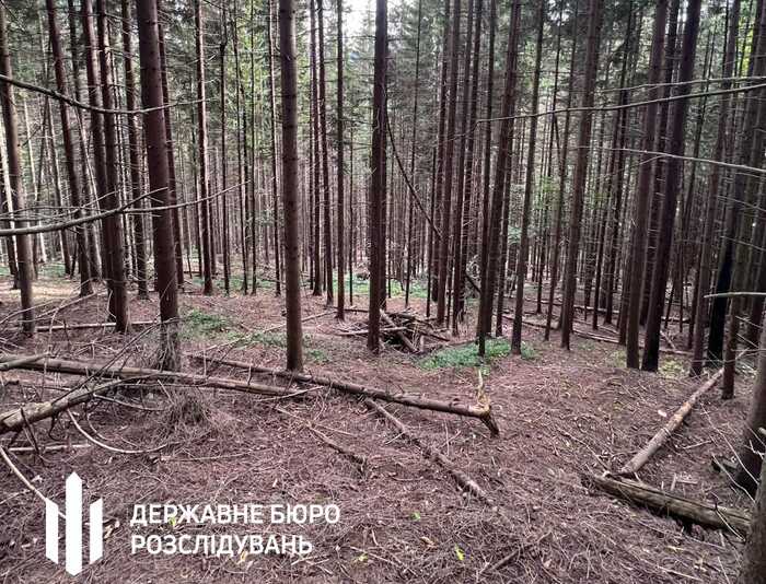 На Івано-Франківщині викрили посадовців, які організували масштабні вирубки у заповіднику